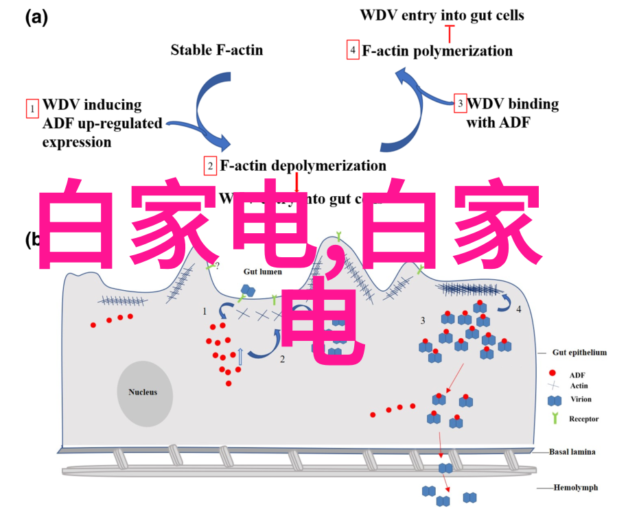 农贸风情鲜花盛开的市场晨曦