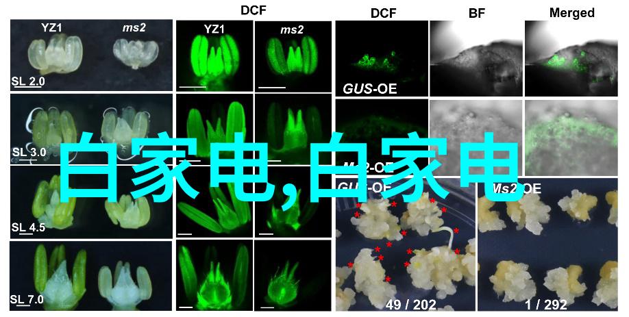 相机新宠探索A7R2的无限魅力