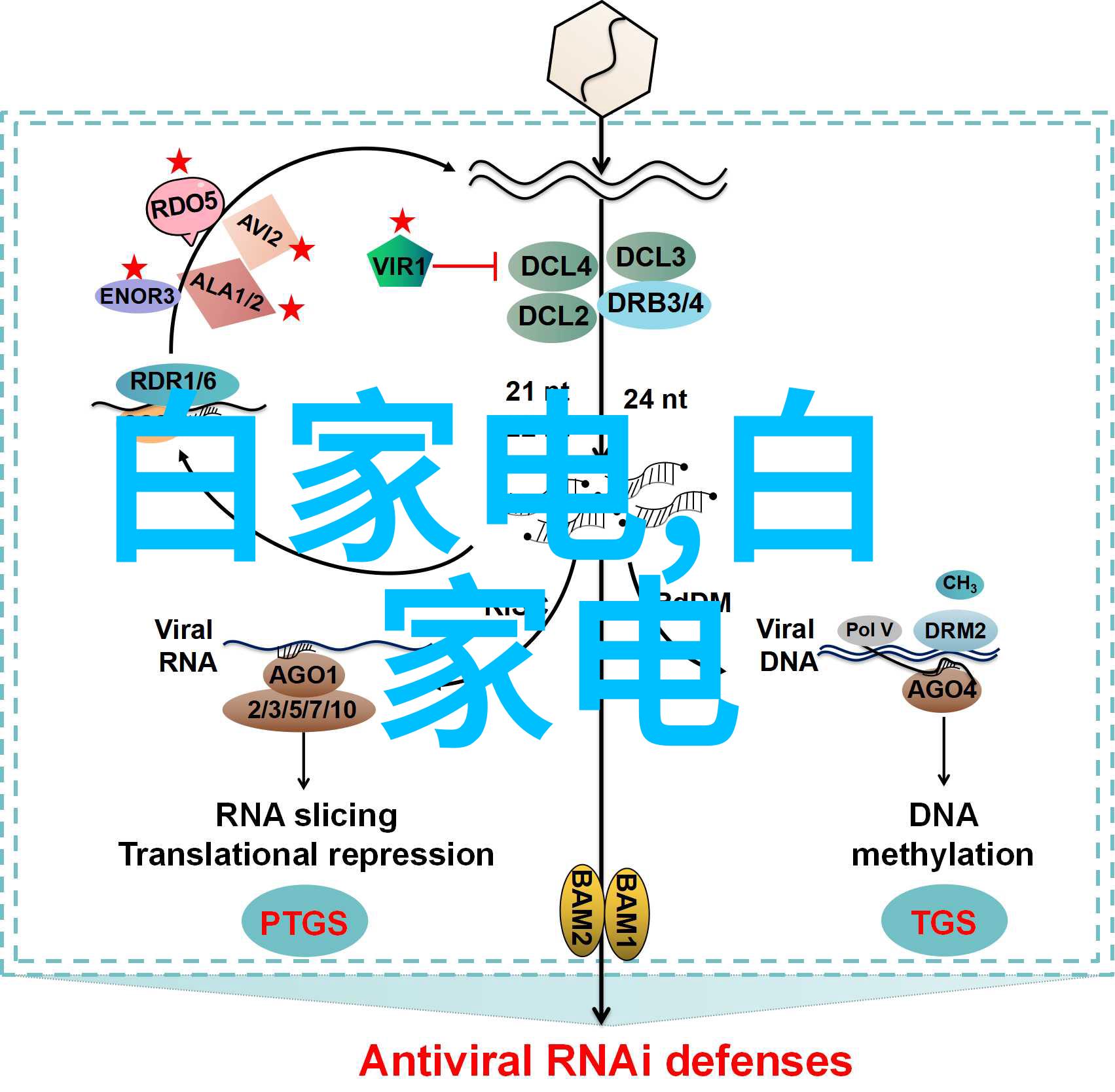 拍照技巧捕捉生命中的美好瞬间