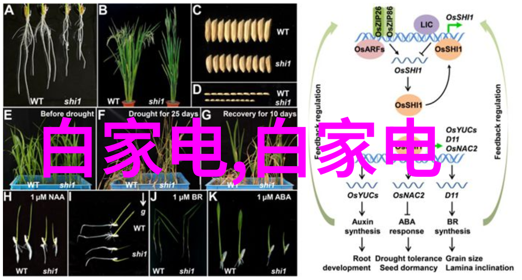 学术盛会在校园柳州铁道职业技术学院学术交流活动回顾