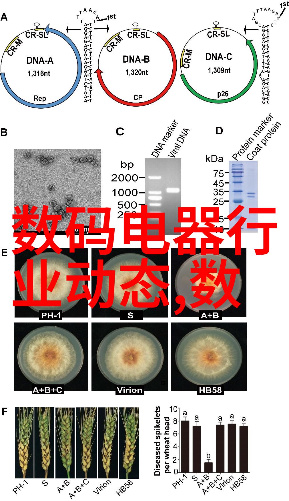 专业摄影摄像设备有哪些-捕捉精彩全面的专业摄影摄像设备大全