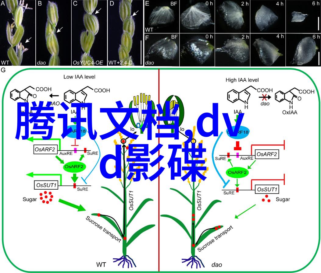 科举日常-殿试风云一探科举士人繁忙的考场生活